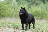 SCHIPPERKE 541